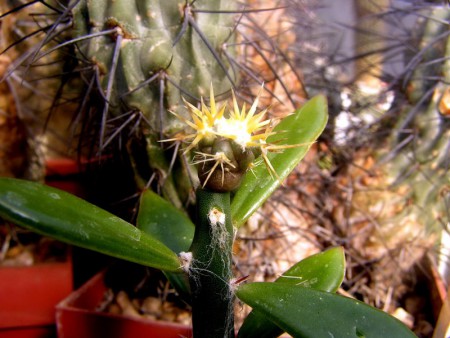 Ferocactus chrysacanthus, asi mesiac starý semenáč